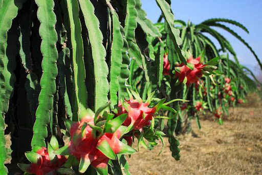 Plus d opportunités d exporter durablement du fruit du dragon vers l UE